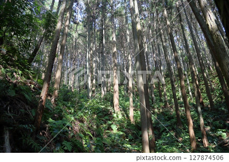 Sugibayashi在春天 127874506