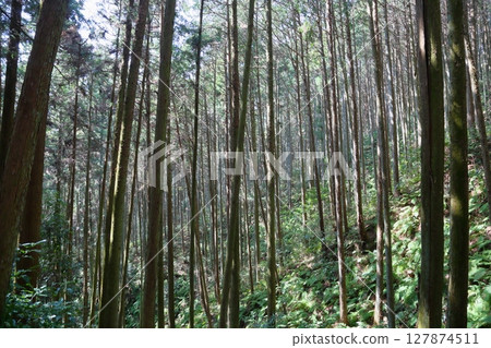 Sugibayashi in spring 127874511