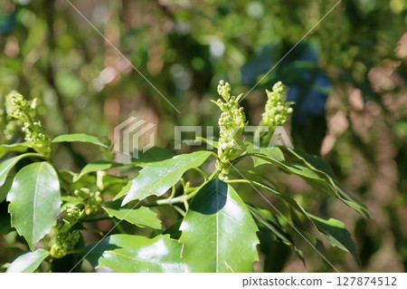Refreshing spring flower buds and young leaves 127874512