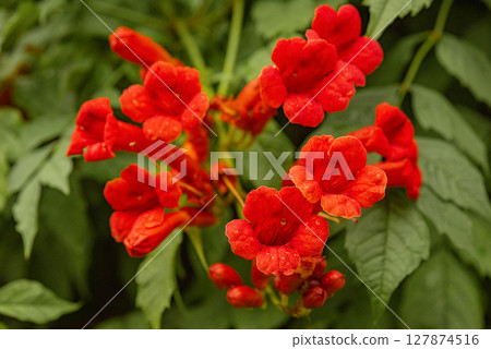 Red Tecoma flowers and green leaves after rain. Natural floral background. Red Tecoma flowers and green leaves after rain. Natural floral background. 127874516