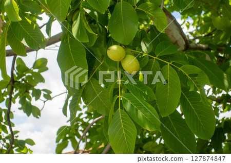 Walnut tree Walnut tree 127874847