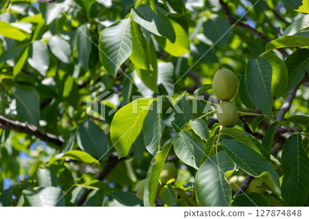 Walnut tree Walnut tree 127874848
