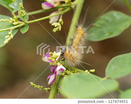Moth larvae eating petals Moth larvae eating petals 127874851