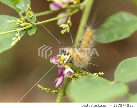 Moth larvae eating petals Moth larvae eating petals 127874852