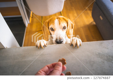 Beagle dog begging for treat from person 127874887