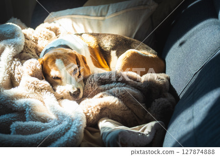 Beagle dog sleeping on a cozy blanket in sunlight 127874888