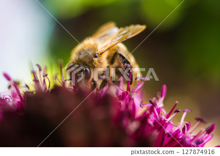 A breathtaking closeup image of a busy Honeybee pollinating a Allium flower A breathtaking closeup image of a busy Honeybee pollinating a Allium flower 127874916