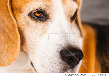 A CloseUp Image of a Relaxed Beagle with Very Expressive Features All Over Its Face A CloseUp Image of a Relaxed Beagle with Very Expressive Features All Over Its Face 127874931
