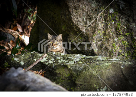 你想要什麼嗎？ 127874958