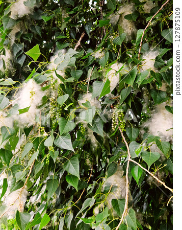 Blossoming of poplar tree, white fluff on the branch among green leaves Blossoming of poplar tree, white fluff on the branch among green leaves 127875109