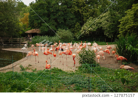 Beautiful pink flamingos on prague zoo pond. Tropical exotic birds. 127875157