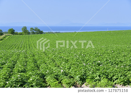 Photographing the blooming potato fields and Funka Bay scenery in Mori Town, Hokkaido in early summer 127875158