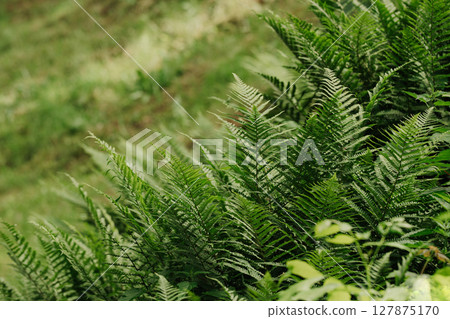 Green fern growing in natural environment, lush forest plant close-up 127875170