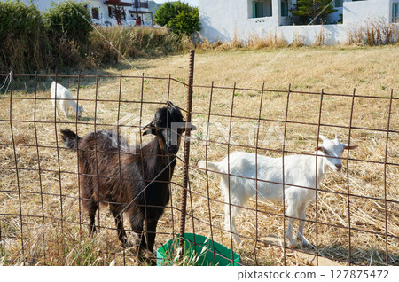 Goats living leisurely in a farmer's pasture Goats living leisurely in a farmer's pasture 127875472
