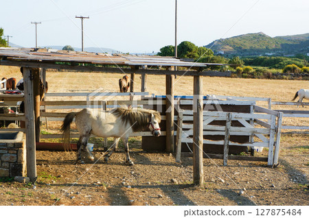 Miniature horses being raised on a peaceful ranch Miniature horses being raised on a peaceful ranch 127875484