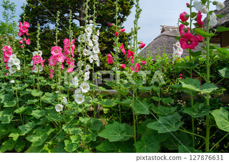 Thatched roof and hollyhocks Thatched roof and hollyhocks 127876631