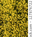 黃色墨西哥景天花 127876722