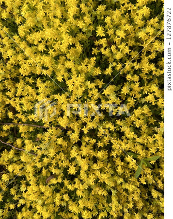 黃色墨西哥景天花 黃色墨西哥景天花 127876722