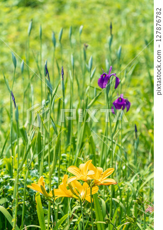 "Aomori Prefecture" Flowers bloom on the shore in early summer at Tanesashi Coast, Hachinohe City "Aomori Prefecture" Flowers bloom on the shore in early summer at Tanesashi Coast, Hachinohe City 127876782