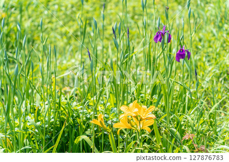 "Aomori Prefecture" Flowers bloom on the shore in early summer at Tanesashi Coast, Hachinohe City "Aomori Prefecture" Flowers bloom on the shore in early summer at Tanesashi Coast, Hachinohe City 127876783