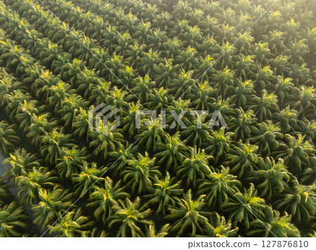 Top view of coconut trees field in the sunrise Top view of coconut trees field in the sunrise 127876810