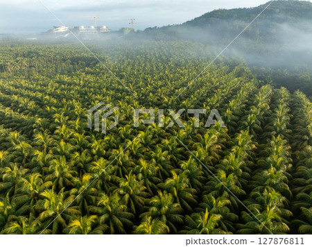 Aerial view of coconut trees field in the sunrise Aerial view of coconut trees field in the sunrise 127876811