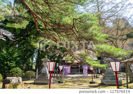 青森縣三戶町三戶城國家史跡城山公園櫻花盛開 127876819
