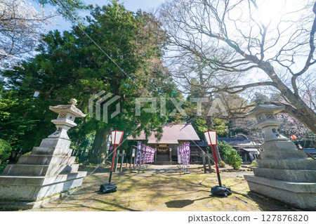 青森縣三戶町三戶城國家史跡城山公園櫻花盛開 青森縣三戶町三戶城國家史跡城山公園櫻花盛開 127876820