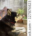 A black Shiba Inu relaxing in the shade 127876823