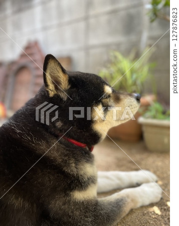 A black Shiba Inu relaxing in the shade A black Shiba Inu relaxing in the shade 127876823