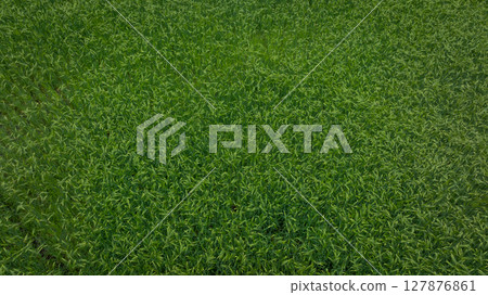 Green hullessbarley in growth in the field Green hullessbarley in growth in the field 127876861