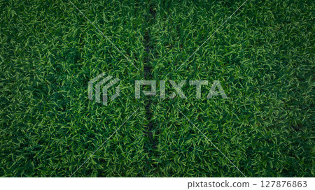 Green hullessbarley in growth in the field 127876863
