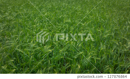 Green hullessbarley in growth in the field 127876864