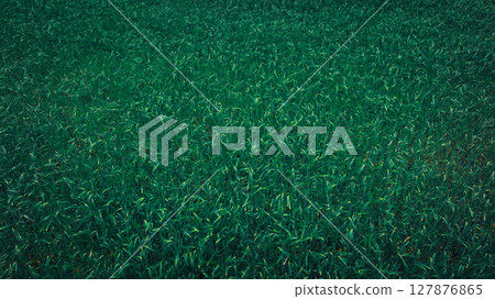 Green hullessbarley in growth in the field 127876865