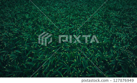 Green hullessbarley in growth in the field Green hullessbarley in growth in the field 127876949