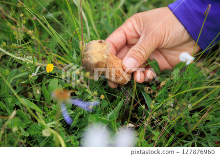 Hand picking mushroom on flowering grassland Hand picking mushroom on flowering grassland 127876960