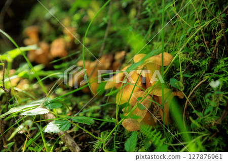 Chanterelle mushroom growing in forest 127876961