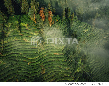Aerial view of beautiful tea terrace landscape in China Aerial view of beautiful tea terrace landscape in China 127876968