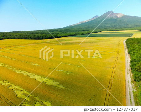 Aerial view of autumn-sown wheat fields near harvest in Morimachi, Hokkaido in early summer Aerial view of autumn-sown wheat fields near harvest in Morimachi, Hokkaido in early summer 127877017