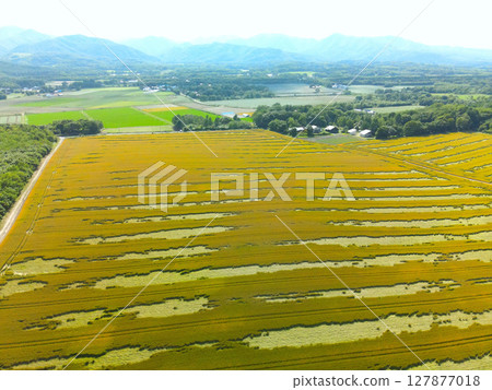 Aerial view of autumn-sown wheat fields near harvest in Morimachi, Hokkaido in early summer Aerial view of autumn-sown wheat fields near harvest in Morimachi, Hokkaido in early summer 127877018