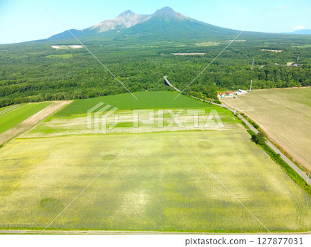 Aerial view of autumn-sown wheat fields near harvest in Morimachi, Hokkaido in early summer Aerial view of autumn-sown wheat fields near harvest in Morimachi, Hokkaido in early summer 127877031