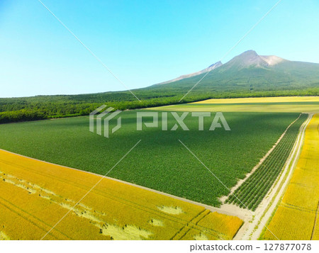 Aerial view of dent corn fields and Mount Komagatake in Mori Town, Hokkaido in early summer Aerial view of dent corn fields and Mount Komagatake in Mori Town, Hokkaido in early summer 127877078