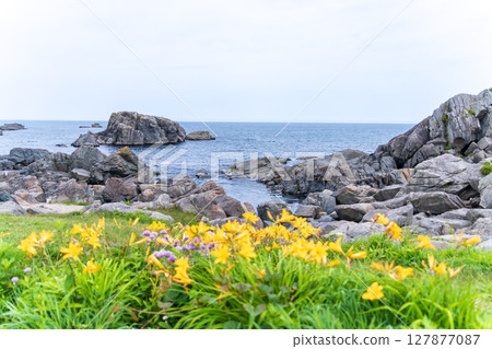 "Aomori Prefecture" Flowers bloom on the shore in early summer at Tanesashi Coast, Hachinohe City 127877087