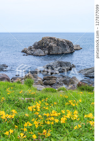 "Aomori Prefecture" Flowers bloom on the shore in early summer at Tanesashi Coast, Hachinohe City "Aomori Prefecture" Flowers bloom on the shore in early summer at Tanesashi Coast, Hachinohe City 127877099