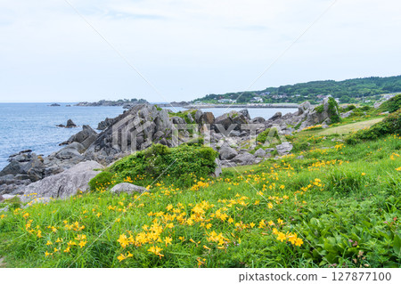 "Aomori Prefecture" Flowers bloom on the shore in early summer at Tanesashi Coast, Hachinohe City "Aomori Prefecture" Flowers bloom on the shore in early summer at Tanesashi Coast, Hachinohe City 127877100