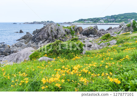 青森縣八戶市種差海岸初夏鮮花盛開 127877101