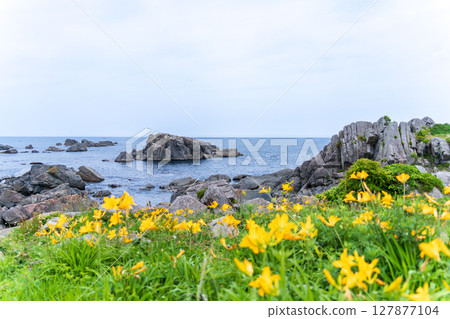 青森縣八戶市種差海岸初夏鮮花盛開 127877104