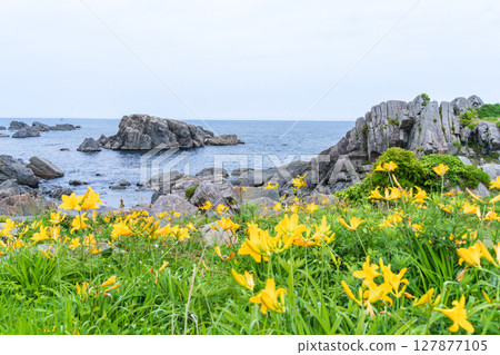 青森縣八戶市種差海岸初夏鮮花盛開 127877105