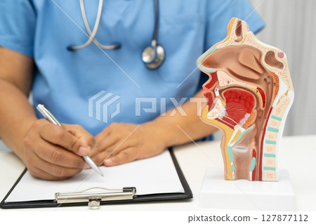 Asian doctor with nasal oral throat cavity neck human anatomy model for study diagnosis and treatment in hospital. 127877112