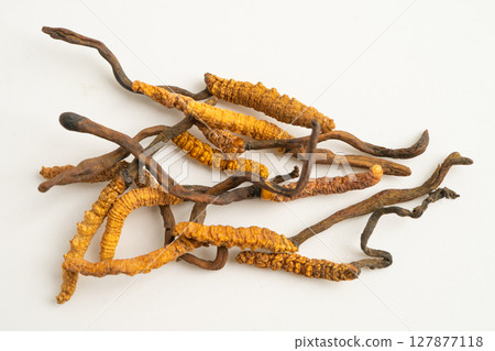 Cordyceps sinensis or Ophiocordyceps sinensis isolated on white background, mushroom herb treatment medicine. Cordyceps sinensis or Ophiocordyceps sinensis isolated on white background, mushroom herb treatment medicine. 127877118